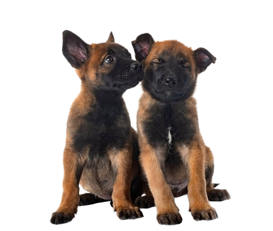 Prime Belgian Malinois